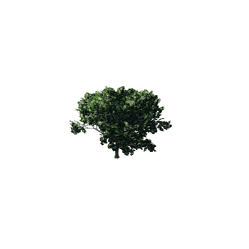 TreeGen04-Hawthorn02-1258 Variant